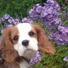 Cavalier king charles spaniel Thyholm´s Otilia - Tilde