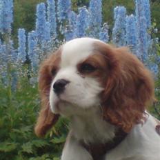 Cavalier king charles spaniel Thyholm´s Otilia - Tilde