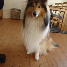 Collie langhåret Monty <3