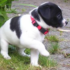 Dansk svensk gaardhund Lucy flyttet til god fam.