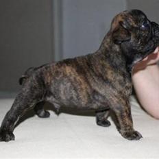 Olde english bulldogge Arnold, bullgaards