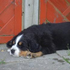Berner sennenhund Hilmer