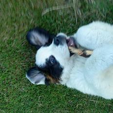 Sankt bernhardshund Frida RIP