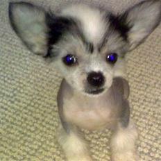 Chinese crested hårløs Kiara