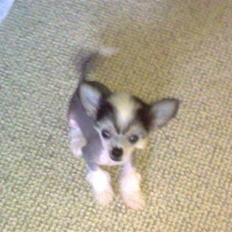 Chinese crested hårløs Kiara