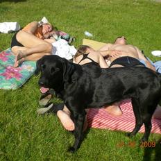 Blanding af racer zita