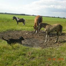 Blanding af racer zita