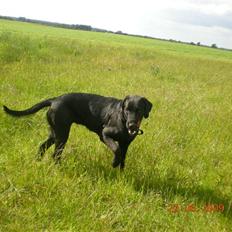 Blanding af racer zita