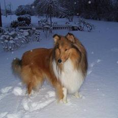 Collie langhåret Bobby