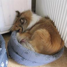 Collie langhåret Bobby