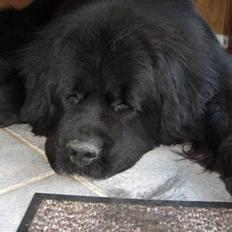 Newfoundlænder agro   ++ DØD ++ 2009