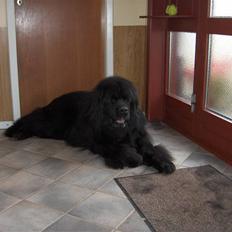 Newfoundlænder agro   ++ DØD ++ 2009