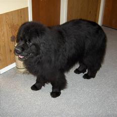 Newfoundlænder agro   ++ DØD ++ 2009