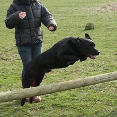 Labrador retriever Simba