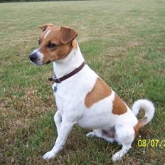 Dansk svensk gaardhund Lucy flyttet til god fam.