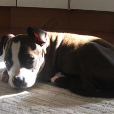 Blanding af racer Dream