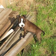 Blanding af racer Dream