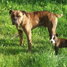 Blanding af racer Dream