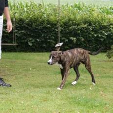 Amerikansk staffordshire terrier Django