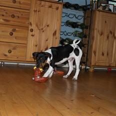 Dansk svensk gaardhund ROCKS