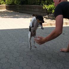 Dansk svensk gaardhund ROCKS