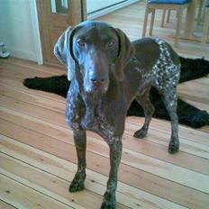 Korthåret hønsehund Nordboen Zaxo