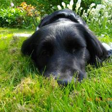 Blanding af racer Trine