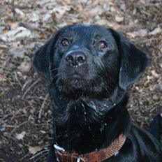 Labrador retriever Tiki