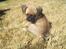 Blanding af racer Albert (Mops/chihuahua)