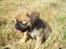 Blanding af racer Albert (Mops/chihuahua)