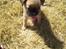 Blanding af racer Albert (Mops/chihuahua)