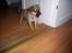 Blanding af racer Albert (Mops/chihuahua)