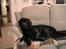 Labrador retriever Louie - Louie aftenhygger på sofaen