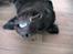 Labrador retriever Louie - Smil til verden og verden smiler til dig :-)