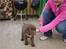 Labrador retriever Louie - Louie som hvalp