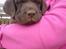 Labrador retriever Louie - Louie som hvalp