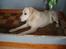 Labrador retriever obelix **DØD**