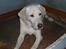Labrador retriever obelix **DØD**