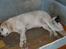 Labrador retriever obelix **DØD**