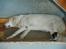 Labrador retriever obelix **DØD**