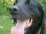 Labrador retriever Basse R.I.P - Min dejlige Bassemand