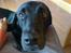 Labrador retriever Basse R.I.P - Min dejlige Bassemand