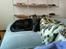 Labrador retriever Basse R.I.P - Basse putter
