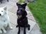 Labrador retriever Basse R.I.P - Basse vil spille bold
