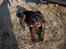 Rottweiler Rico R.I.P 9-7-2009