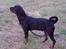 Rottweiler Rico R.I.P 9-7-2009
