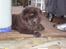 Chow chow Henning