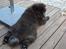 Chow chow Henning