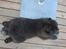 Chow chow Henning