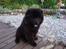 Chow chow Henning